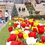 噴水広場に鮮やかに咲き誇るチューリップ＝須磨離宮公園