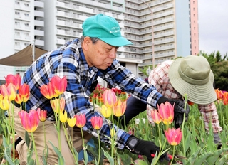 会のメンバーとともにチューリップを手入れする梅崎俊文さん（左）＝東灘区向洋町中７