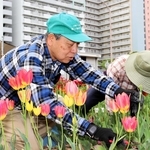 会のメンバーとともにチューリップを手入れする梅崎俊文さん（左）＝東灘区向洋町中７