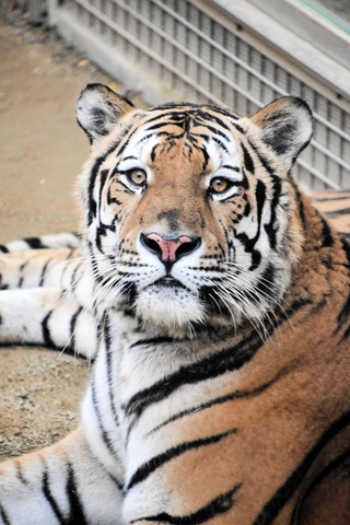 引っ越しが決まったアムールトラのショウヘイ（王子動物園提供）