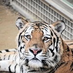 引っ越しが決まったアムールトラのショウヘイ（王子動物園提供）