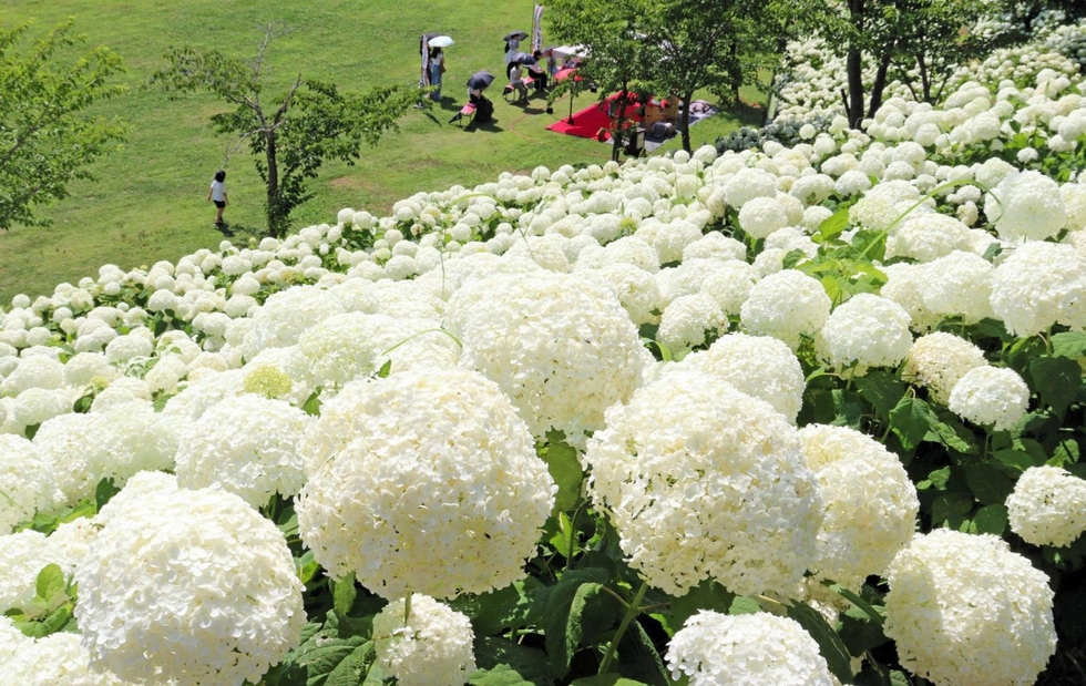 純白のアジサイ3千株一面に 神戸・北区のフルーツ・フラワーパーク 純白のアジサイ3千株一面に 神戸・北区のフルーツ・フラワーパーク
