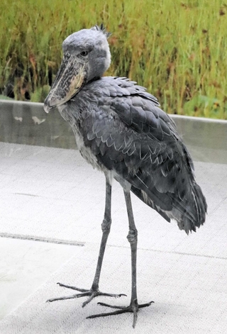 くちばしの先が肌色っぽい雄の「サカラ」＝神戸どうぶつ王国