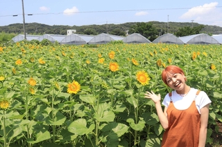 原さつきさんが中心となって整備したヒマワリ畑。イベントを前に花が開き始めた＝神戸市西区伊川谷町前開