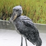くちばしの先が肌色っぽい雄の「サカラ」＝神戸どうぶつ王国