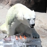 ニンジンなどが入った氷を割ろうとするホッキョクグマの「ゆめ」＝王子動物園