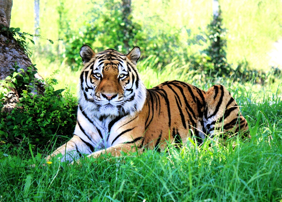 【中古】 神戸の動植物園/神戸新聞総合出版センター/神戸市立動植物園連絡会 中古】 神戸の動植物園/神戸新聞総合出版センター/神戸市立動