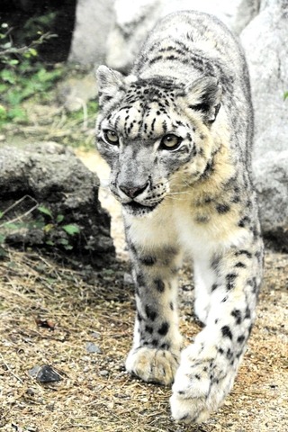 生前の「ユッコ」（神戸市立王子動物園提供）