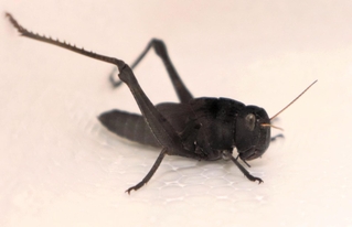 黒いトノサマバッタの終齢幼虫