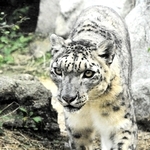生前の「ユッコ」（神戸市立王子動物園提供）