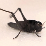 黒いトノサマバッタの終齢幼虫