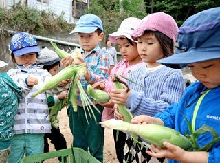 真剣な表情でホワイトコーンの皮をむく園児たち＝神戸市須磨区一ノ谷町４