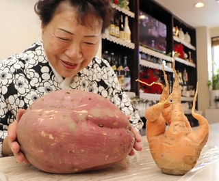 サツマイモの大きさを確かめる合志瑞姫さん。四つに分かれたニンジンとともに常連客の話題になったという＝神戸市中央区中山手通１