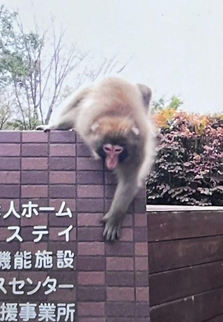 神戸市内、サルにご注意 引っかかれる被害相次ぐ 小学生含む3人けが