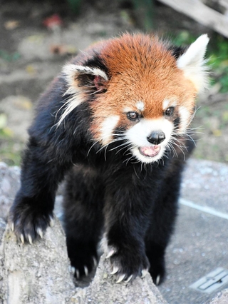 ２１歳で天国へ旅立ったシセンレッサーパンダのガイア＝２０２３年１２月（王子動物園提供）