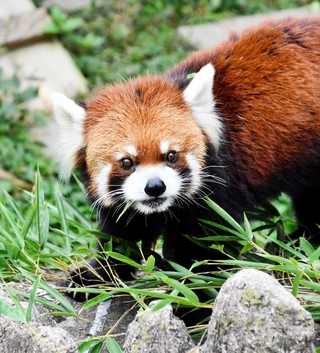 くりっとした目が愛らしい在りし日のガイア＝２０２２年１０月（王子動物園提供）