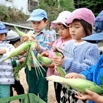 真剣な表情でホワイトコーンの皮をむく園児たち＝神戸市須磨区一ノ谷町４