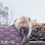 神戸市内で目撃情報が相次ぐサル。住宅街にも頻繁に姿を現している＝１１月５日、北区（神戸市提供）