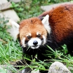 レッサーパンダ「ガイア」死ぬ　国内2番目の高齢　神戸・王子動物園
