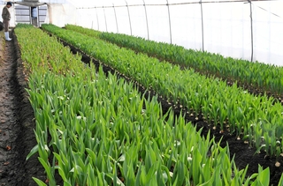 ビニールハウスの中で大切に育てられるチューリップ。淡河の特産品として知られる＝神戸市北区淡河町木津