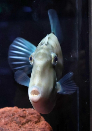 鼻筋が通ったフォルムが馬に似たウマヅラハギ＝アトア