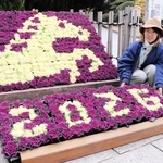 ２色の葉ボタンで馬を描いた干支飾りと制作した野下彩香さん＝神戸市須磨区東須磨、市立須磨離宮公園