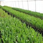 ビニールハウスの中で大切に育てられるチューリップ。淡河の特産品として知られる＝神戸市北区淡河町木津