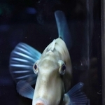 鼻筋が通ったフォルムが馬に似たウマヅラハギ＝アトア