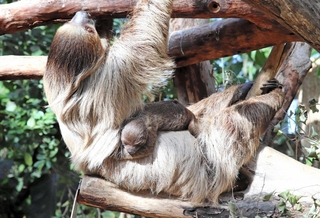 母「シワス」のおなかにしがみつく「コタツ」＝神戸どうぶつ王国