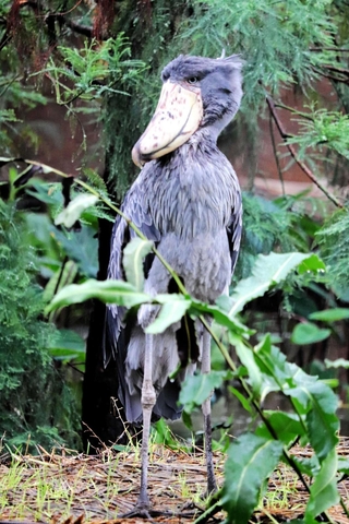 繁殖に至らず、那須どうぶつ王国に移ることになったボンゴ＝神戸どうぶつ王国