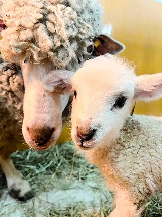 母ヒツジに寄り添う子ヒツジ（市立六甲山牧場提供）