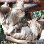 母「シワス」のおなかにしがみつく「コタツ」＝神戸どうぶつ王国