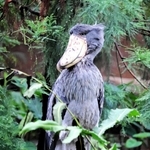 人気者のハシビロコウ「ボンゴ」那須へ帰郷　25日に最後の展示　神戸どうぶつ王国