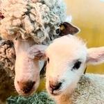 母ヒツジに寄り添う子ヒツジ（市立六甲山牧場提供）