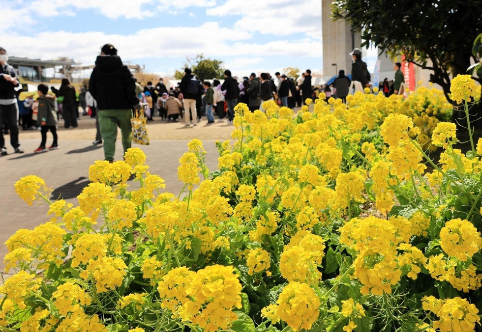 かつて菜種油を搾った名産地をしのび「菜の花まつり」 ステージや模擬