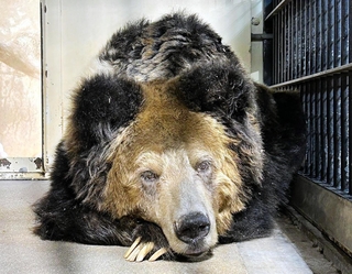 36歳で天寿を全うした雌のウマグマ「マー」（王子動物園提供）