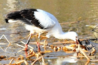 落合中央公園で確認されたコウノトリ＝神戸市須磨区中落合３（よこお自然塾提供）