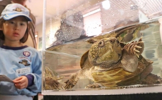 新たに展示されたオオアタマガメを見つめる子どもたち＝外来生物展示センター