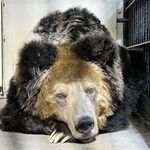 36歳で天寿を全うした雌のウマグマ「マー」（王子動物園提供）