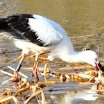 コウノトリ、神戸の住宅街の池に飛来　須磨の落合中央公園で住民発見「将来的にはペアで来て」