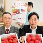 章姫や紅ほっぺ、完熟の大粒を　イチゴ狩りシーズン本格化　神戸市北区と西区の観光農園