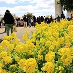 かつて菜種油を搾った名産地をしのび「菜の花まつり」　ステージや模擬店楽しむ　神戸・灘浜緑地