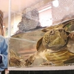 オオアタマガメの生体やツキノワグマの剝製も　神戸・長田の外来生物展示センターが公開