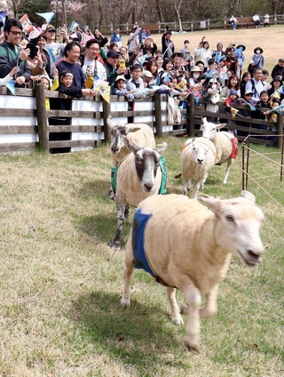 激走するヒツジを「推し旗」で応援する入場者＝六甲山牧場