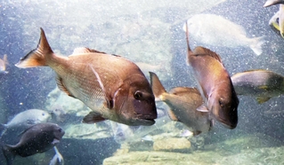 その体色から「桜鯛」とも呼ばれるマダイ＝神戸須磨シーワールド