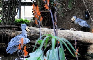 近づくボンゴ（左）に身構えるマリンバ。口を開けて威嚇した＝神戸どうぶつ王国