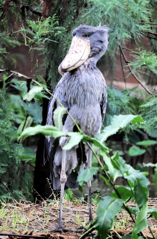 活発で気分屋のボンゴ。雌とのペアリングがなかなかうまくいかない＝神戸どうぶつ王国