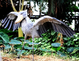 展示最終日のボンゴ。「動かない鳥」が、羽を広げてファンを喜ばせた＝神戸どうぶつ王国