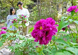 園内を彩る大輪のボタン＝神戸市須磨区東須磨、須磨離宮公園