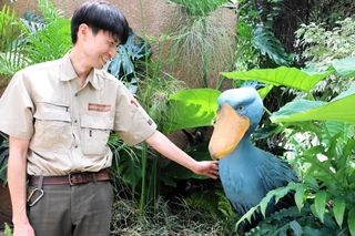 ハシビロコウのモニュメントを見つめる長嶋敏博さん。ホンモノにはこんなに気軽に触れ合えない＝神戸どうぶつ王国